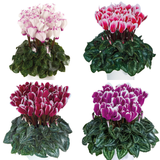 Cyclamen persicum 'Flame' Growers Selection from Cedar Nursery, Cobham