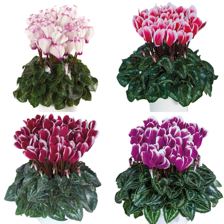 Cyclamen persicum 'Flame' Growers Selection from Cedar Nursery, Cobham