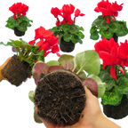 Cyclamen persicum 'Flame Scarlet' from Cedar Nursery, Cobham