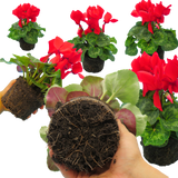 Cyclamen persicum 'Flame Scarlet' from Cedar Nursery, Cobham