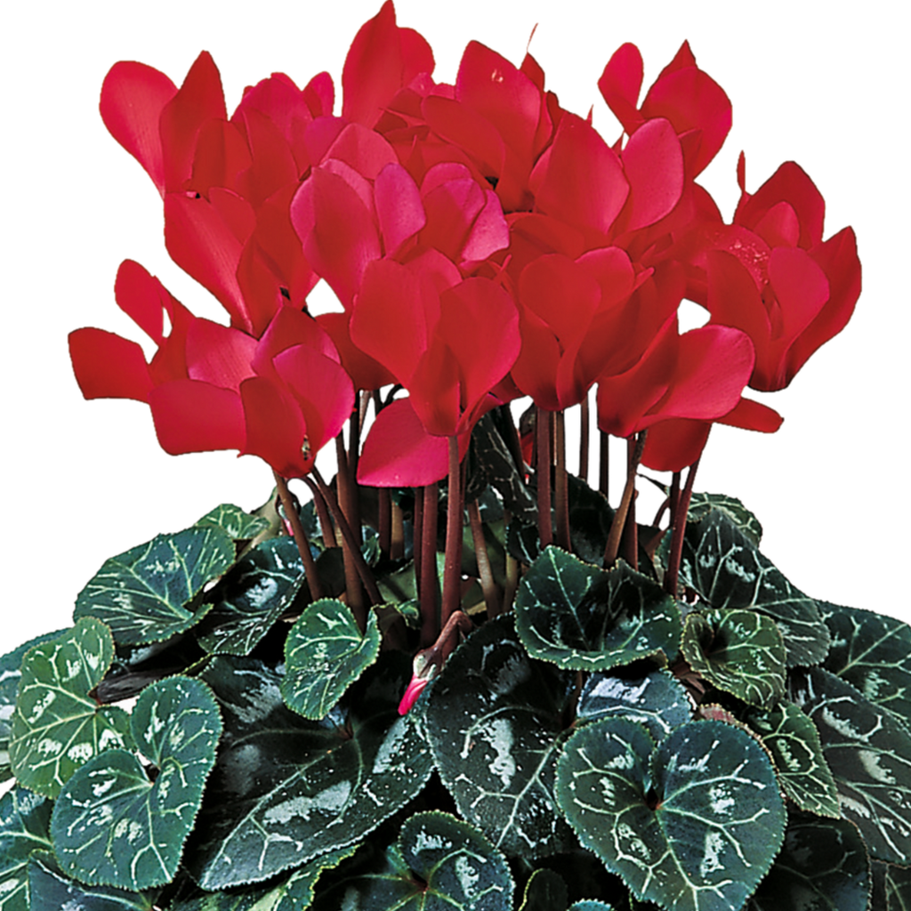 Cyclamen persicum 'Flame Scarlet' from Cedar Nursery, Cobham