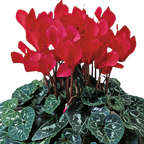 Cyclamen persicum 'Flame Scarlet' from Cedar Nursery, Cobham