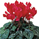 Cyclamen persicum 'Flame Scarlet' from Cedar Nursery, Cobham
