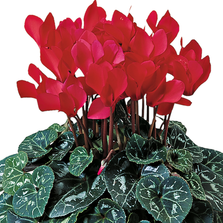Cyclamen persicum 'Flame Scarlet' from Cedar Nursery, Cobham