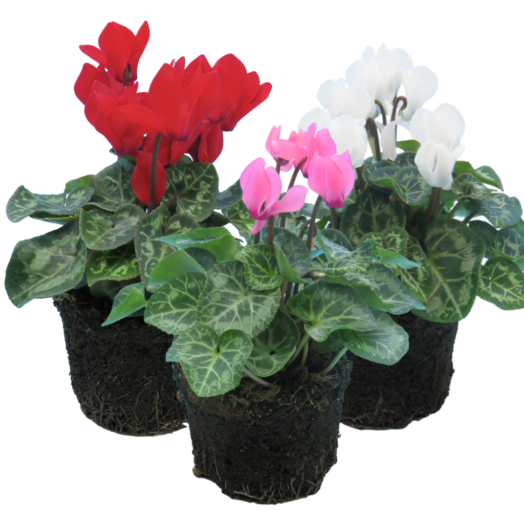 Cyclamen persicum Growers Selection from Cedar Nursery, Cobham