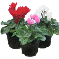 Cyclamen persicum Growers Selection from Cedar Nursery, Cobham
