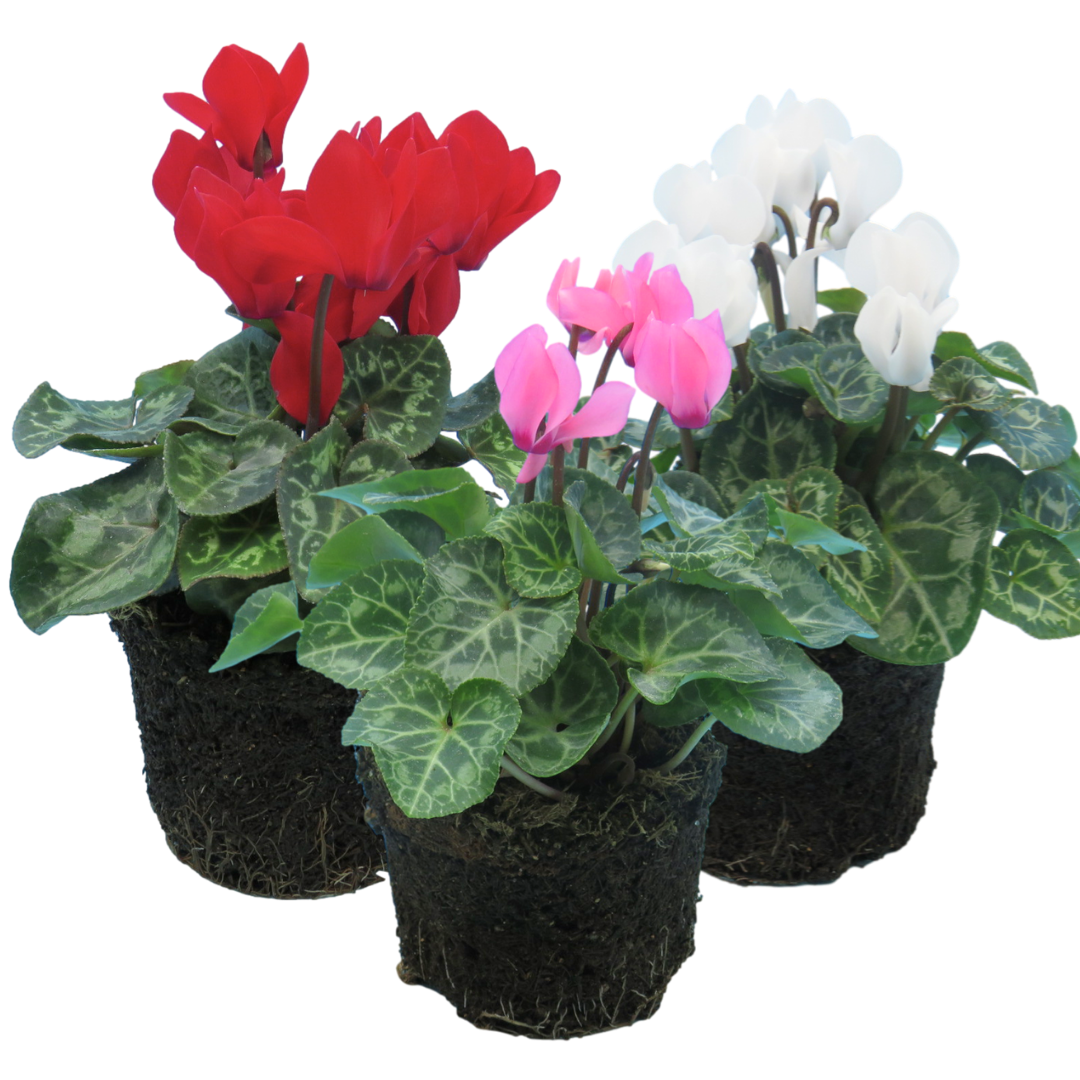 Cyclamen persicum Growers Selection from Cedar Nursery, Cobham