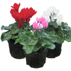 Cyclamen persicum Growers Selection from Cedar Nursery, Cobham