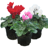 Cyclamen persicum Growers Selection from Cedar Nursery, Cobham