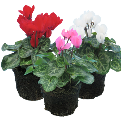 Cyclamen persicum Growers Selection from Cedar Nursery, Cobham