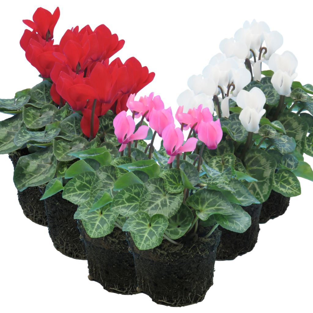 Cyclamen persicum Growers Selection from Cedar Nursery, Cobham