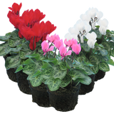 Cyclamen persicum Growers Selection from Cedar Nursery, Cobham