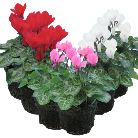 Cyclamen persicum Growers Selection from Cedar Nursery, Cobham