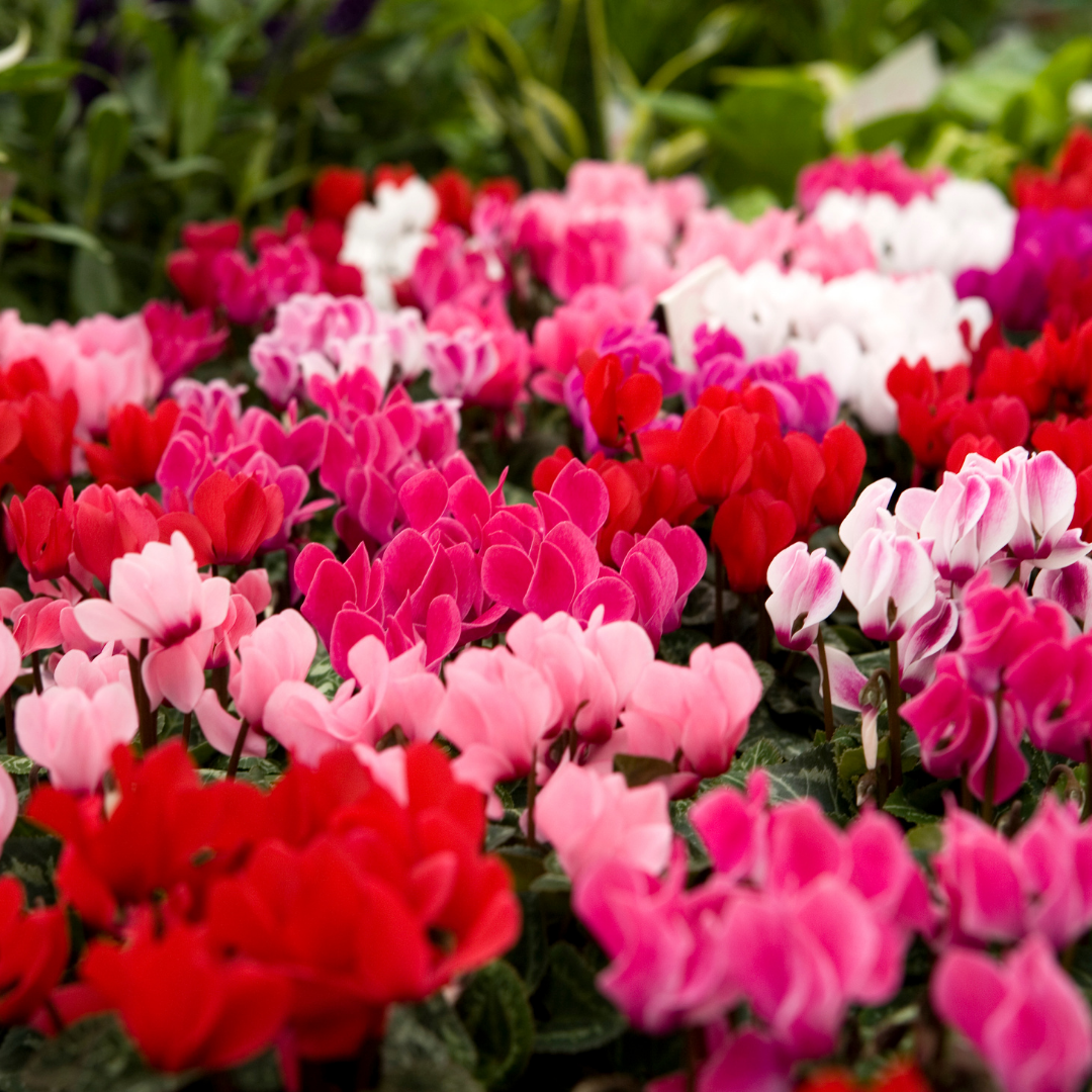 Cyclamen persicum Growers Selection from Cedar Nursery, Cobham