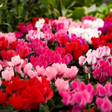 Cyclamen persicum Growers Selection from Cedar Nursery, Cobham