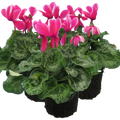 Cyclamen persicum 'Pink Flame' from Cedar Nursery, Cobham