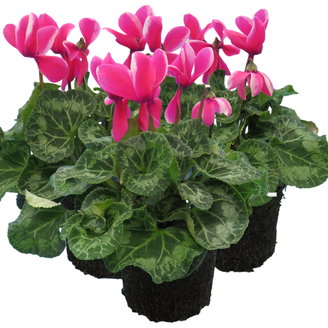 Cyclamen persicum 'Pink Flame' from Cedar Nursery, Cobham