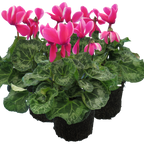 Cyclamen persicum 'Pink Flame' from Cedar Nursery, Cobham