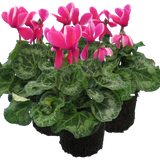 Cyclamen persicum 'Pink Flame' from Cedar Nursery, Cobham