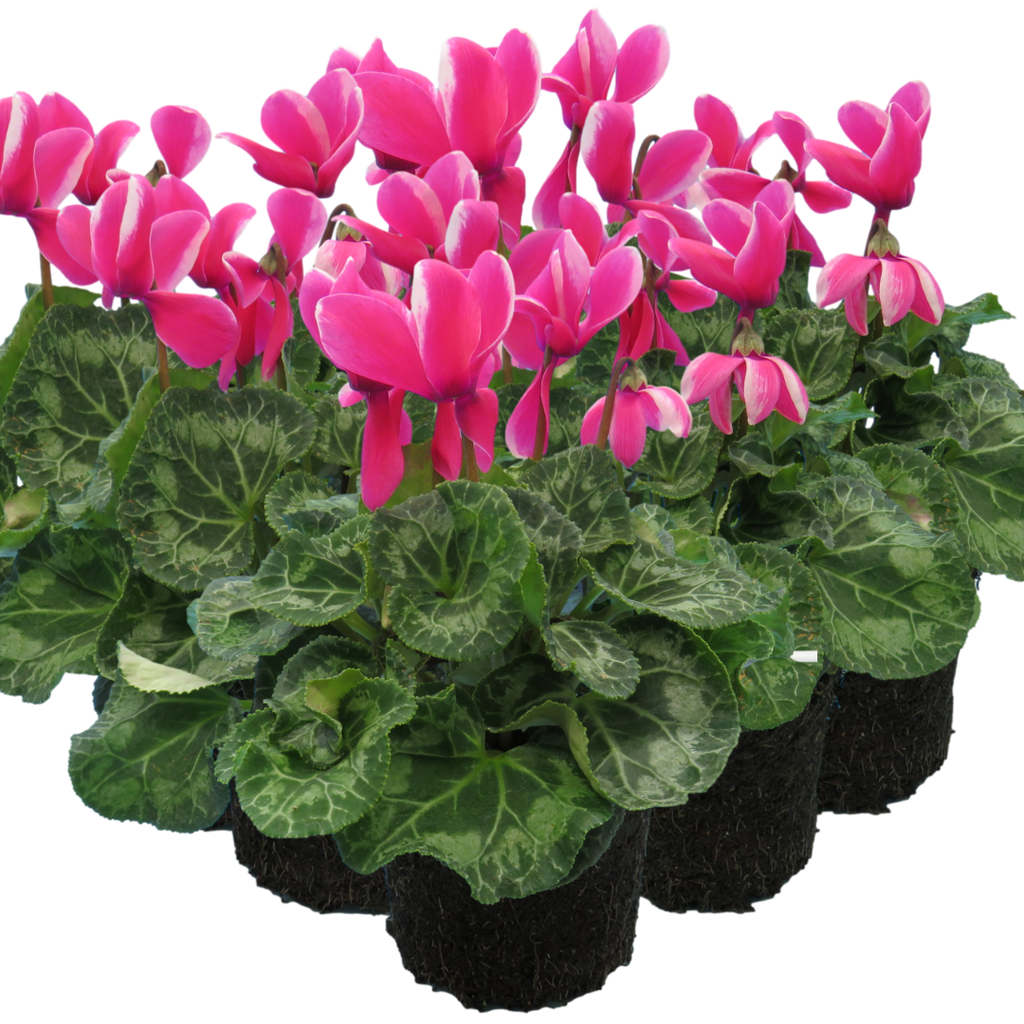 Cyclamen persicum 'Pink Flame' from Cedar Nursery, Cobham