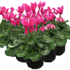 Cyclamen persicum 'Pink Flame' from Cedar Nursery, Cobham