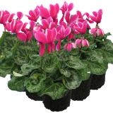 Cyclamen persicum 'Pink Flame' from Cedar Nursery, Cobham