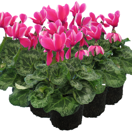 Cyclamen persicum 'Pink Flame' from Cedar Nursery, Cobham
