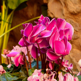 Cyclamen persicum 'Pink Flame' from Cedar Nursery, Cobham