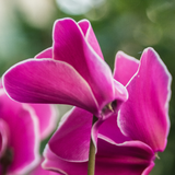 Cyclamen persicum 'Pink Flame' from Cedar Nursery, Cobham