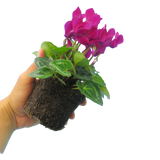 Cyclamen persicum 'Purple' from Cedar Nursery, Cobham