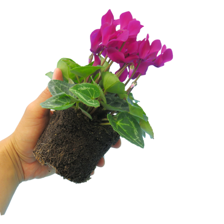 Cyclamen persicum 'Purple' from Cedar Nursery, Cobham