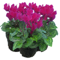 Cyclamen persicum 'Purple' from Cedar Nursery, Cobham