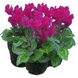 Cyclamen persicum 'Purple' from Cedar Nursery, Cobham