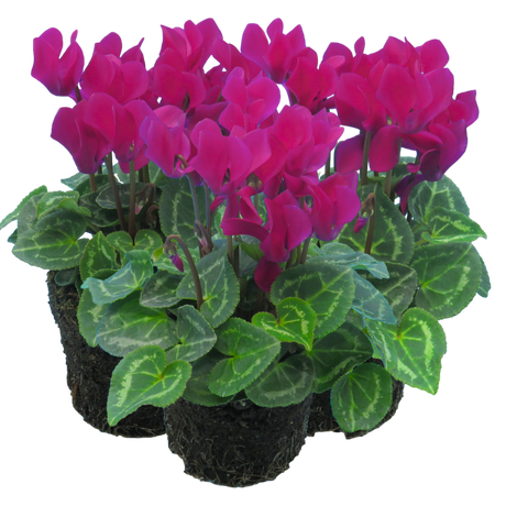 Cyclamen persicum 'Purple' from Cedar Nursery, Cobham