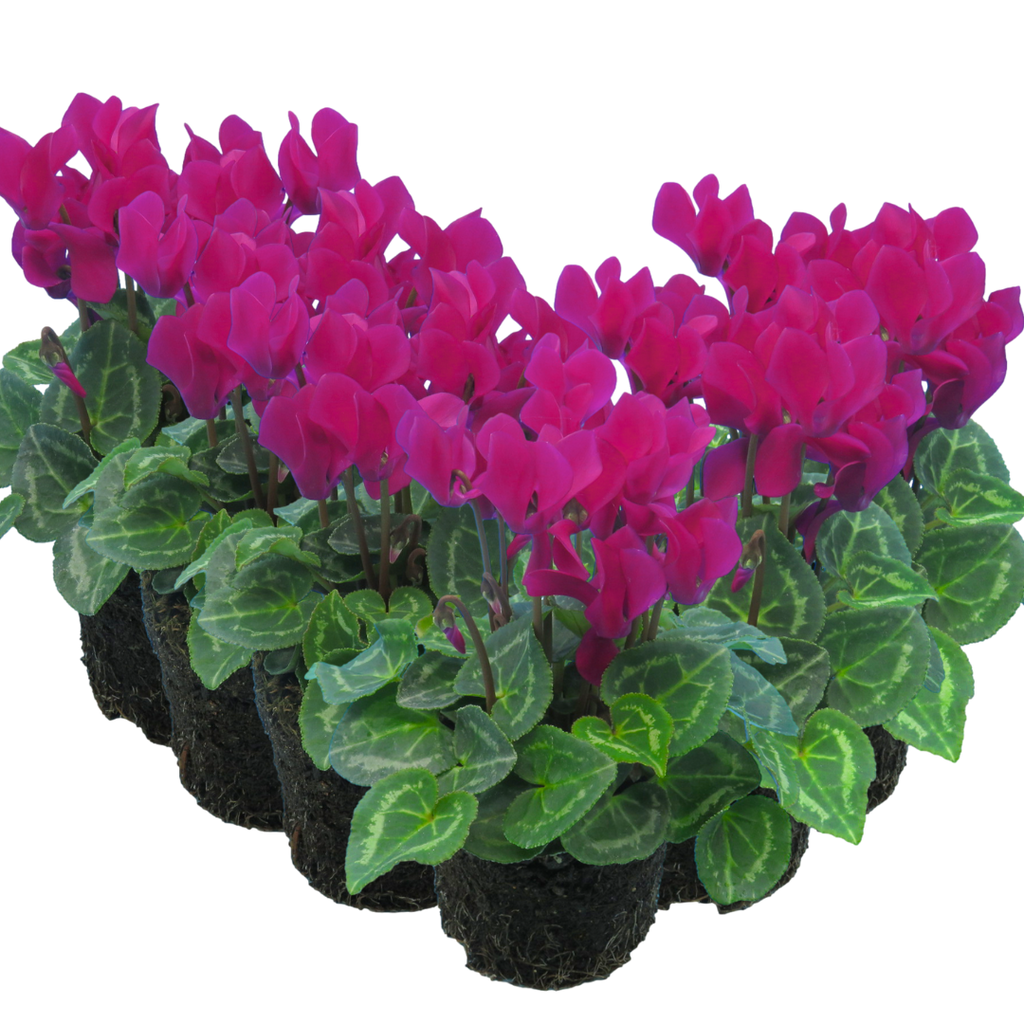 Cyclamen persicum 'Purple' from Cedar Nursery, Cobham