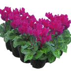 Cyclamen persicum 'Purple' from Cedar Nursery, Cobham