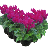 Cyclamen persicum 'Purple' from Cedar Nursery, Cobham