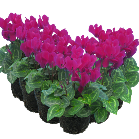 Cyclamen persicum 'Purple' from Cedar Nursery, Cobham