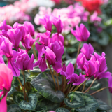 Cyclamen persicum 'Purple' from Cedar Nursery, Cobham