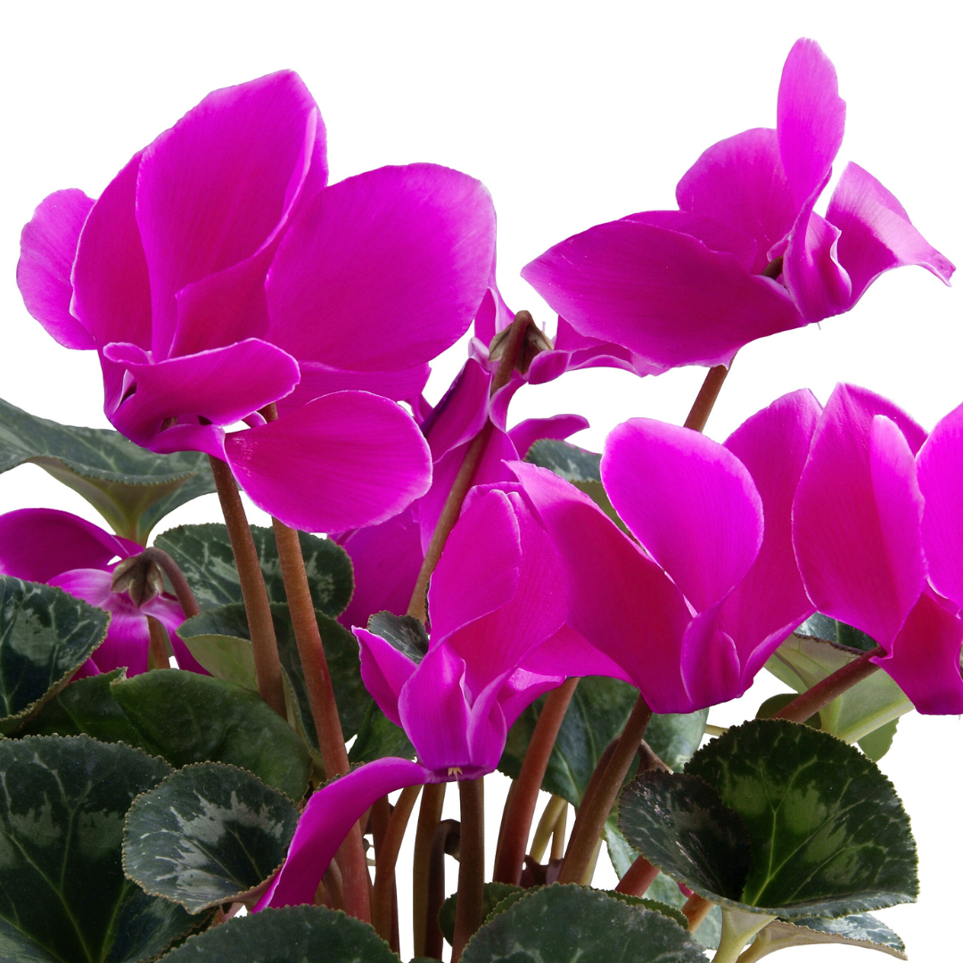 Cyclamen persicum 'Purple' from Cedar Nursery, Cobham