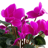 Cyclamen persicum 'Purple' from Cedar Nursery, Cobham