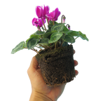 Cyclamen persicum 'Purple Flame' from Cedar Nursery, Cobham