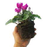 Cyclamen persicum 'Purple Flame' from Cedar Nursery, Cobham