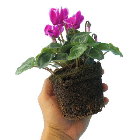 Cyclamen persicum 'Purple Flame' from Cedar Nursery, Cobham