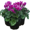 Cyclamen persicum 'Purple Flame' from Cedar Nursery, Cobham