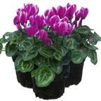 Cyclamen persicum 'Purple Flame' from Cedar Nursery, Cobham