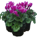 Cyclamen persicum 'Purple Flame' from Cedar Nursery, Cobham