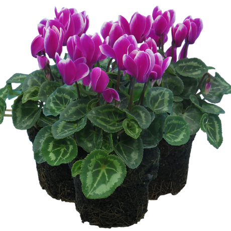 Cyclamen persicum 'Purple Flame' from Cedar Nursery, Cobham
