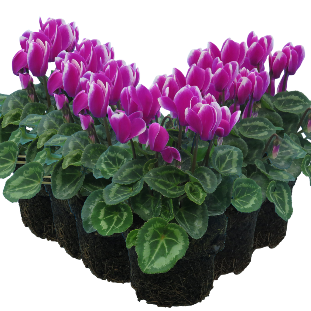 Cyclamen persicum 'Purple Flame' from Cedar Nursery, Cobham