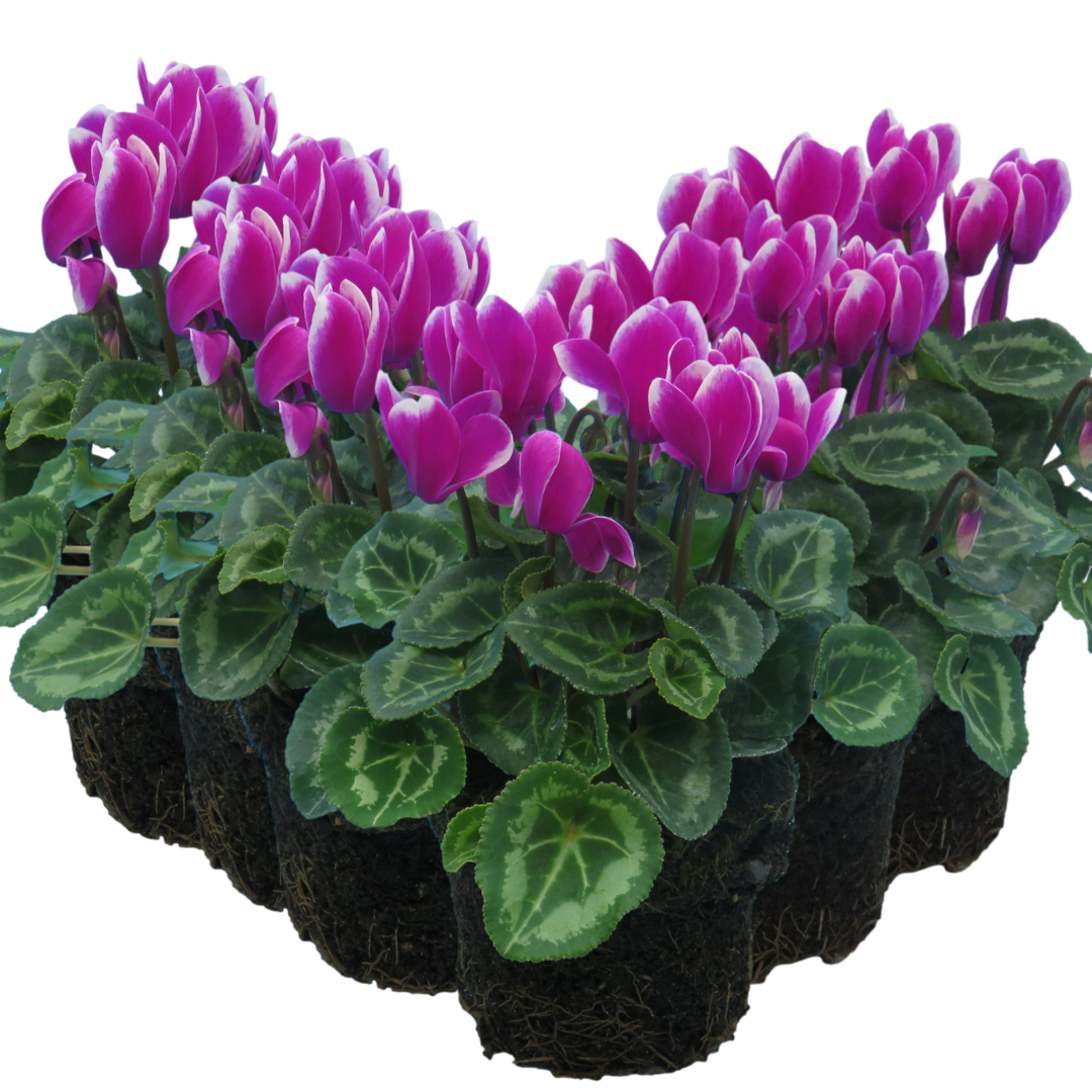 Cyclamen persicum 'Purple Flame' from Cedar Nursery, Cobham